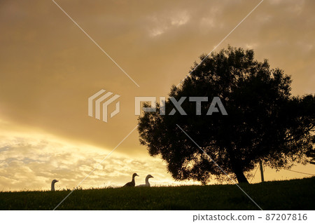 Ducks on their way home at sunset 87207816