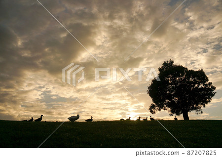 鴨子父母和孩子和樹剪影在日落 87207825