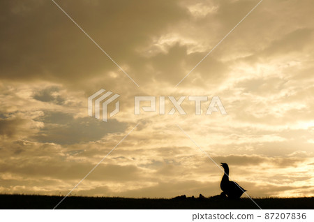 Ducks crowing at sunset Ducks crowing at sunset 87207836