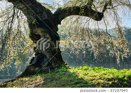 It is a weeping cherry tree in Nagasawa. It is a famous cherry blossom. It is illuminated by the morning sun. Hiroshima It is a weeping cherry tree in Nagasawa. It is a famous cherry blossom. It is illuminated by the morning sun. Hiroshima 87207945