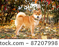 young red shiba inu autumn young red shiba inu autumn 87207998