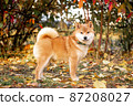 young red shiba inu autumn young red shiba inu autumn 87208027