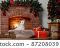 white Cristmas shiba inu dog white Cristmas shiba inu dog 87208039