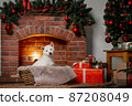 white Cristmas shiba inu dog white Cristmas shiba inu dog 87208049