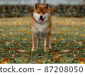 young red shiba inu autumn young red shiba inu autumn 87208050