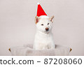 white Cristmas shiba inu dog white Cristmas shiba inu dog 87208060