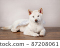 white Cristmas shiba inu dog white Cristmas shiba inu dog 87208061