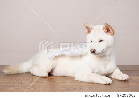 white Cristmas shiba inu dog 87208062