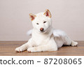white Cristmas shiba inu dog white Cristmas shiba inu dog 87208065