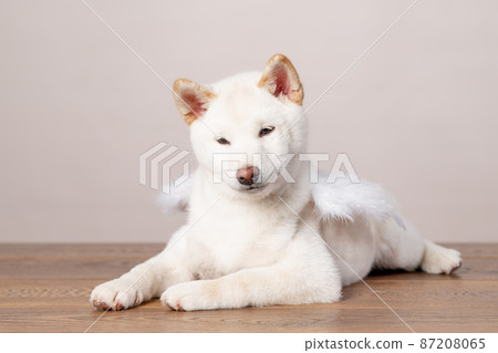 white Cristmas shiba inu dog white Cristmas shiba inu dog 87208065
