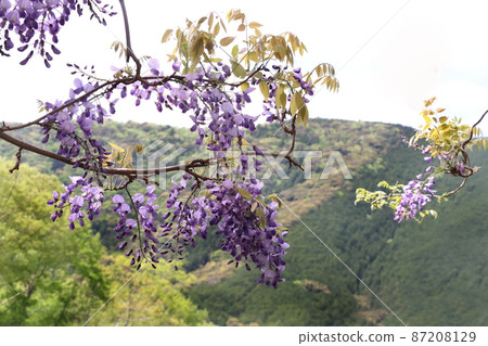 富士 富士 87208129