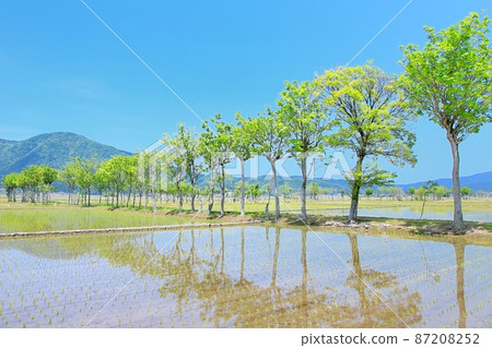 Nazai的哈扎樹 Nazai的哈扎樹 87208252