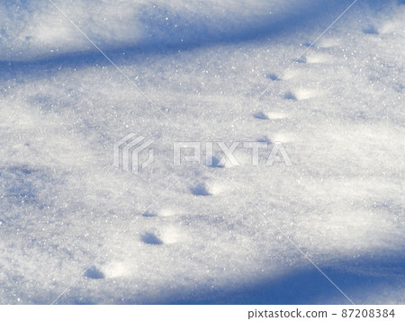 January (winter) Animal footprints and tree shadows on the snow January (winter) Animal footprints and tree shadows on the snow 87208384