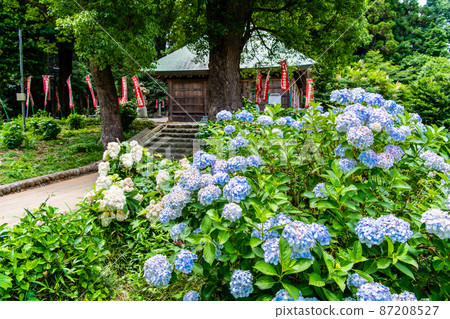 東京青梅市的鹽船觀音寺-阿彌陀佛前盛開的繡球花- 87208527