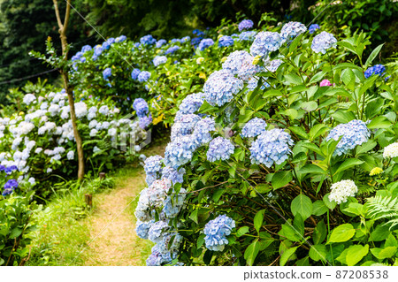 東京青梅市鹽船觀音寺-盛開的繡球花- 87208538