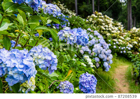 東京青梅市鹽船觀音寺-盛開的繡球花- 87208539