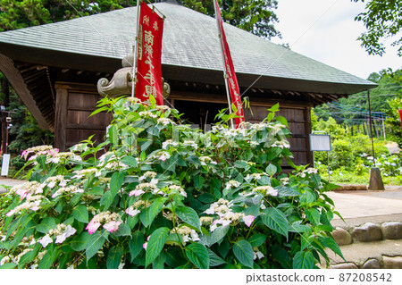 東京青梅市的鹽船觀音寺-阿彌陀佛前盛開的繡球花- 87208542