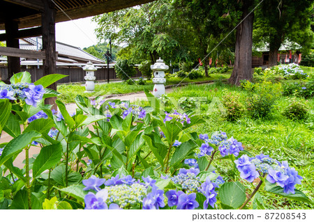 東京青梅市鹽船觀音寺 - Niomon 盛開的繡球花 - 87208543