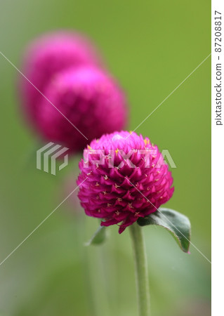 Senior grass 87208817