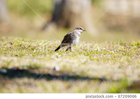 Thrush Thrush 87209086