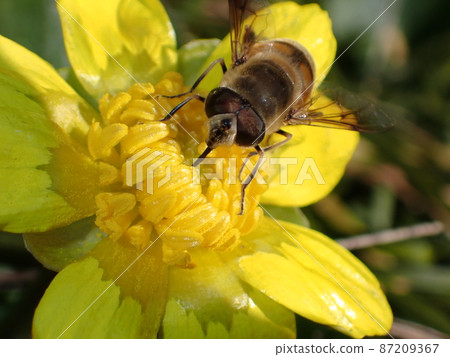 阿布和黃色的花朵 87209367