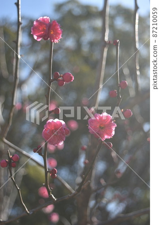 芝公園銀色世界的梅花 芝公園銀色世界的梅花 87210059