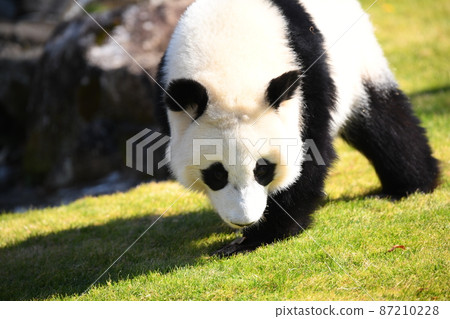 行走的熊貓寶寶 87210228