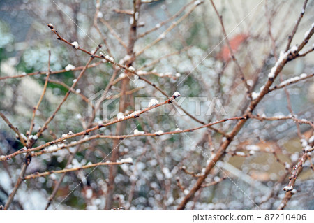 一棵冬樹的景色,樹枝上像mochibana一樣的雪 一棵冬樹的景色,樹枝上像mochibana一樣的雪 87210406