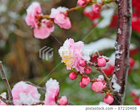 寒冷的早春，粉紅色的梅花和被雪覆蓋的花蕾 87210408