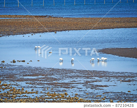 一群長喙黑臉琵鷺在淺海中覓食 一群長喙黑臉琵鷺在淺海中覓食 87210428