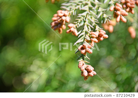 Sugi 的雄花,一種常綠喬木,會導致花粉症 Sugi 的雄花,一種常綠喬木,會導致花粉症 87210429