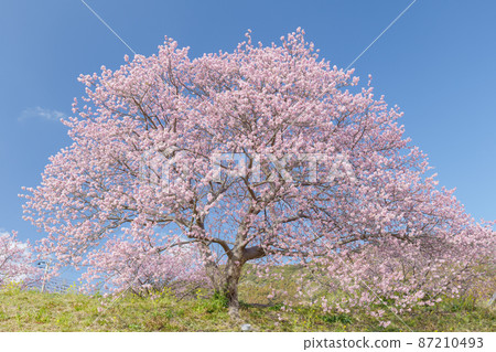 Early blooming Kawazu cherry blossoms in Minamiizu Town February Early blooming Kawazu cherry blossoms in Minamiizu Town February 87210493