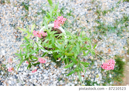 Panama Rose ,Arachnothryx leucophylla 87210523