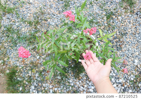 Panama Rose ,Arachnothryx leucophylla plant Panama Rose ,Arachnothryx leucophylla plant 87210525