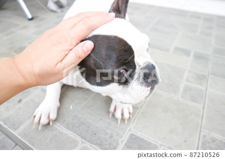 French bulldog or groping dog , tame dog or touching dog 87210526