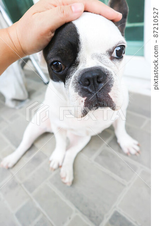 French bulldog or groping dog , tame dog or touching dog 87210527