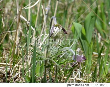 早坂高原的白頭翁 早坂高原的白頭翁 87210852