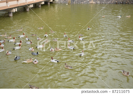 [Kashihara City, Nara Prefecture] Fukada Pond at Kashihara Jingu 87211075