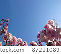 Blue sky copy space above cherry blossoms and blue sky 87211089