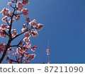 Sakura and blue sky, blue sky copy space on the right 87211090
