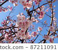 Cherry blossoms and blue sky branches and petals 87211091