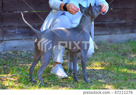 Dog breed Thai Ridgeback or Mah Thai 87211276