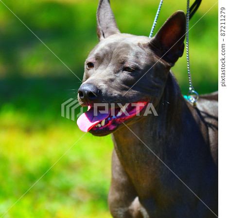 Dog breed Thai Ridgeback or Mah Thai Dog breed Thai Ridgeback or Mah Thai 87211279