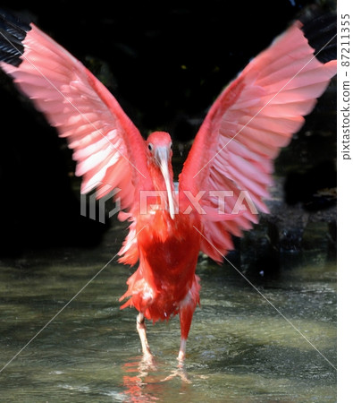 猩紅色宜必思·張開翅膀 87211355