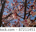 Sakura and blue sky spring soon 87211451
