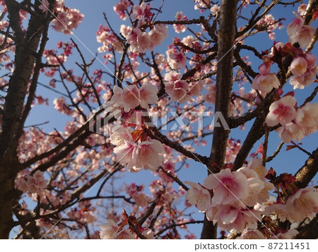 Sakura and blue sky spring soon Sakura and blue sky spring soon 87211451