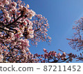 Sakura and blue sky luxury white space upper right 87211452