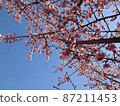 Looking up at the cherry blossoms and the blue sky, the lower left of the white space 87211453