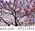 Cherry blossoms and blue sky in full bloom 87211454