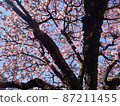 Sakura and blue sky trunk 87211455